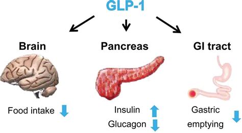 liraglutide weight loss mechanism